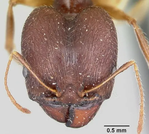 Pheidole bessonii - CASENT0101328