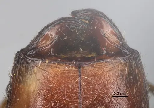 Pheidole bessonii - CASENT0101328