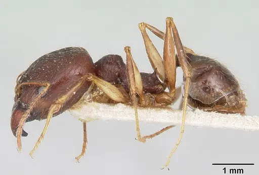 Pheidole bessonii - CASENT0101328