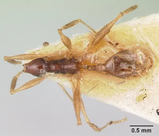 Pheidole bessonii - CASENT0101329