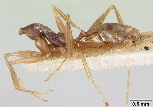 Pheidole bessonii - CASENT0101329