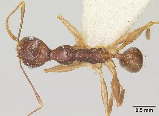 Pheidole bessonii - CASENT0101838
