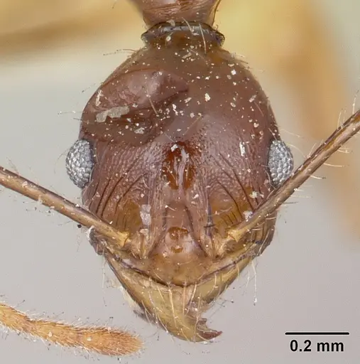 Pheidole bessonii - CASENT0101838