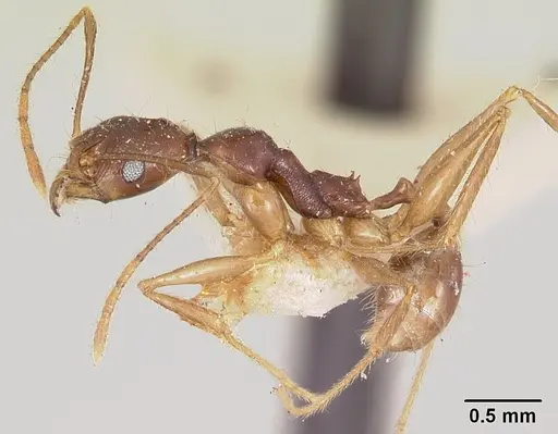 Pheidole bessonii - CASENT0101838