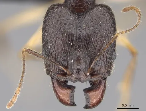 Pheidole bessonii - CASENT0432108