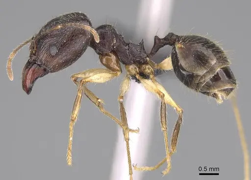 Pheidole bessonii - CASENT0432108