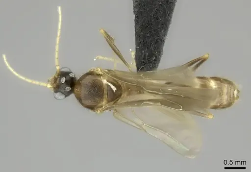 Pheidole bessonii - CASENT0450042