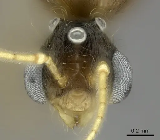 Pheidole bessonii - CASENT0450042