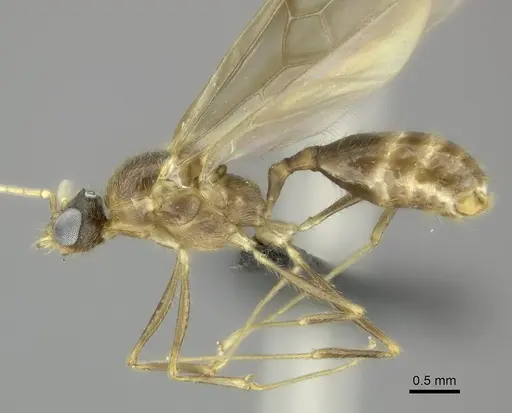 Pheidole bessonii - CASENT0450042