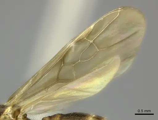 Pheidole bessonii - CASENT0450042