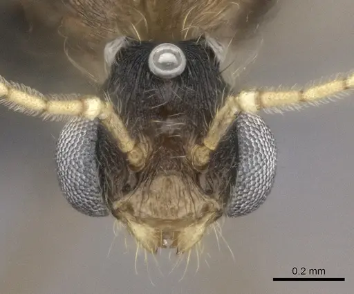 Pheidole bessonii - CASENT0450089