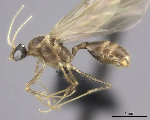 Pheidole bessonii - CASENT0450089