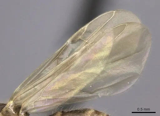 Pheidole bessonii - CASENT0450089