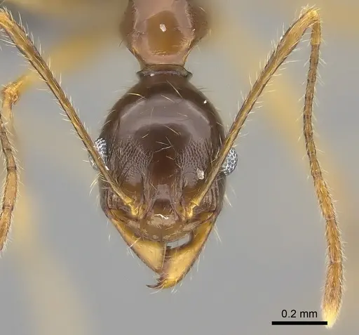 Pheidole bessonii - CASENT0450093
