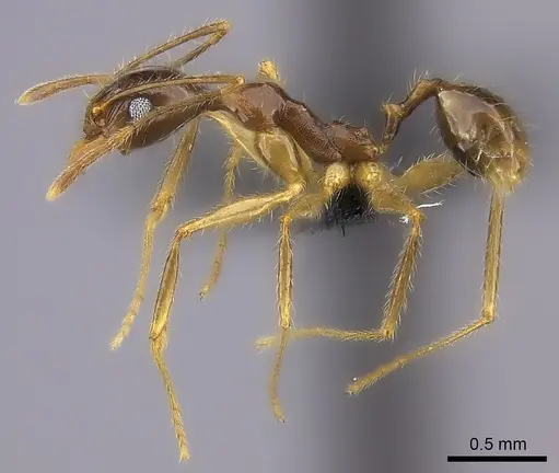 Pheidole bessonii - CASENT0450093