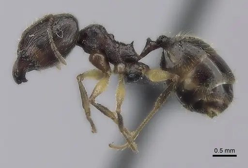 Pheidole bessonii - CASENT0457533