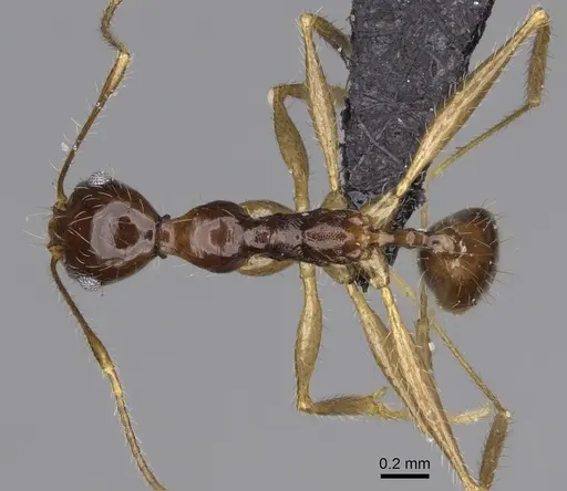 Pheidole bessonii - CASENT0491424