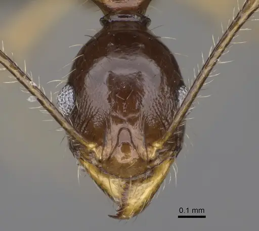 Pheidole bessonii - CASENT0491424