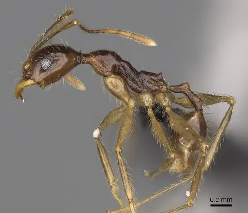 Pheidole bessonii - CASENT0491424