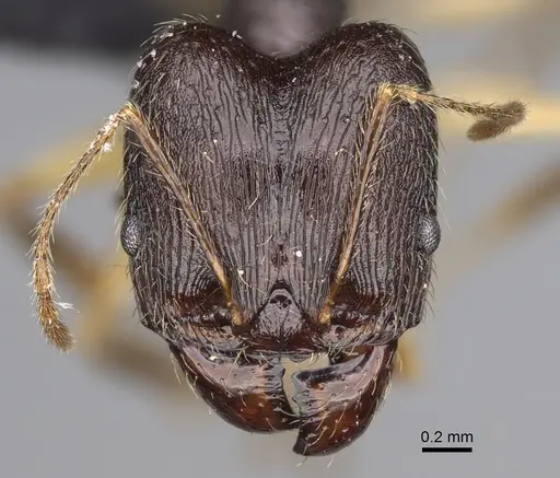 Pheidole bessonii - CASENT0491427