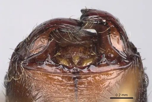 Pheidole bessonii - CASENT0491427