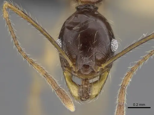 Pheidole bessonii - CASENT0496974