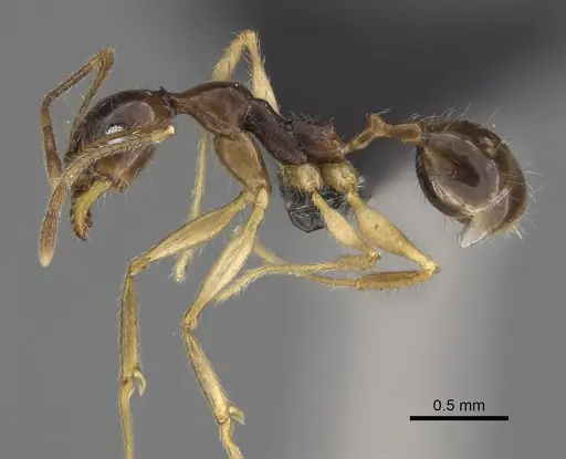 Pheidole bessonii - CASENT0496974