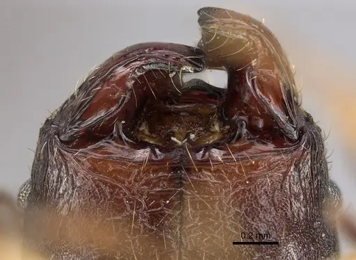 Pheidole bessonii - CASENT0496976