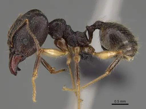 Pheidole bessonii - CASENT0496976