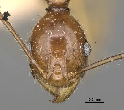 Pheidole bessonii - CASENT0923201