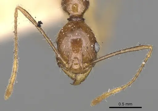 Pheidole bessonii - CASENT0923201