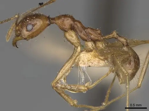 Pheidole bessonii - CASENT0923201