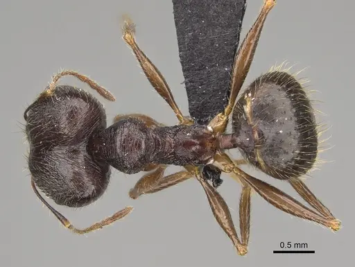 Pheidole bessonii - CASENT0923300