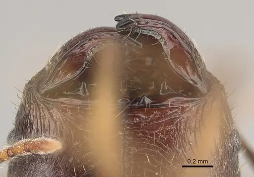 Pheidole bessonii - CASENT0923300
