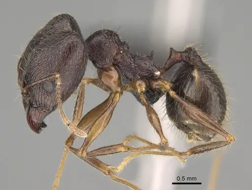 Pheidole bessonii - CASENT0923300