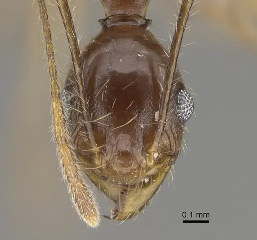 Pheidole bessonii - CASENT0923301