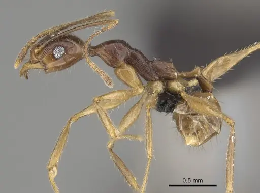 Pheidole bessonii - CASENT0923301