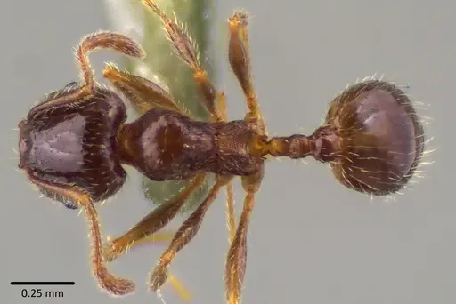 Pheidole bicarinata specimen