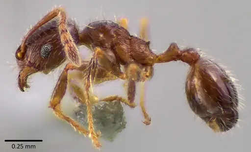 Pheidole bicarinata specimen