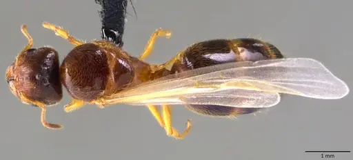 Pheidole bicarinata - ANTWEB1060115