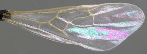 Pheidole bicarinata - ANTWEB1060115