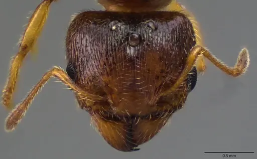 Pheidole bicarinata - ANTWEB1060115