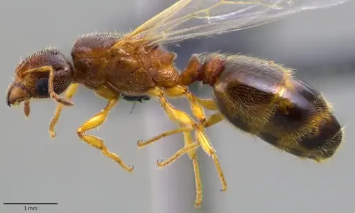 Pheidole bicarinata - ANTWEB1060115