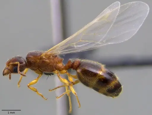 Pheidole bicarinata - ANTWEB1060115