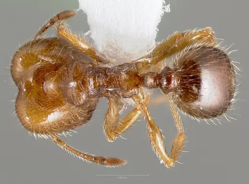 Pheidole bicarinata - CASENT0005749