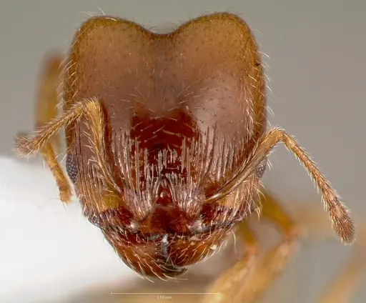 Pheidole bicarinata - CASENT0005749