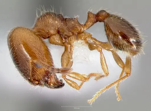Pheidole bicarinata - CASENT0005749