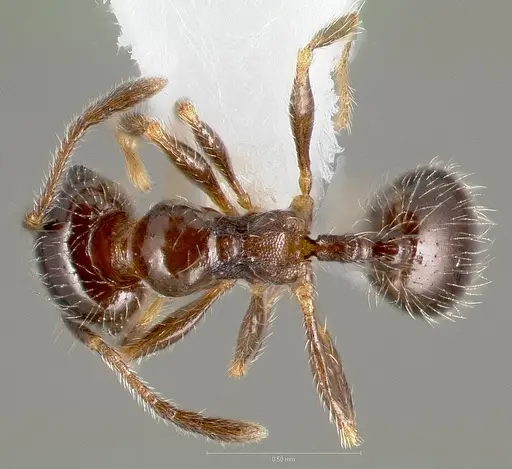 Pheidole bicarinata - CASENT0005750