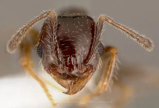 Pheidole bicarinata - CASENT0005750