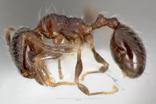 Pheidole bicarinata - CASENT0005750